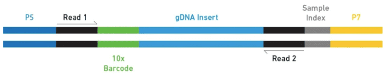 Schematic overview of the fragment of a final 10x Chromium Genome library