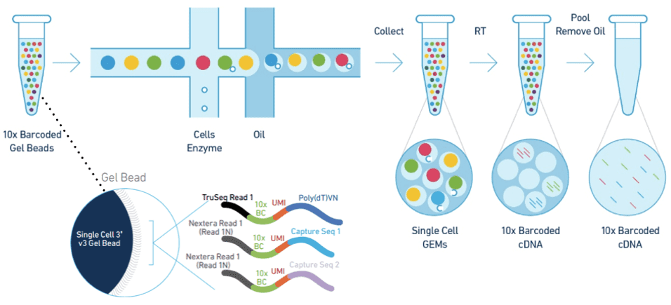 The Chromium™ cell partitioning workflow for scRNA sequencing