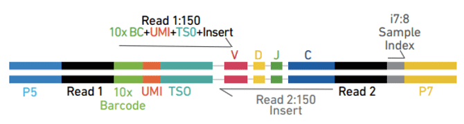 Chromium Single Cell V(D)J Enriched Library