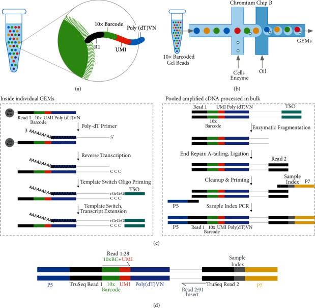 10X genomics working principle process.