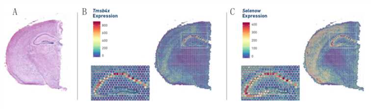 Figure 1. Spot clustering and image integration. (Source: 10x Genomics)