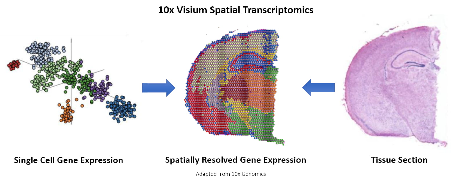 Figure 1. Spot clustering and image integration. (Source: 10x Genomics)