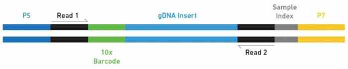 Figure 1. Diagram illustrating a segment of the completed 10x Chromium Genome library.