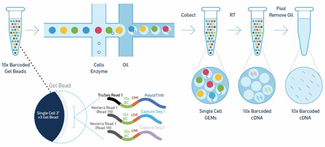 Figure 2. Workflow for Chromium™ cell partitioning in scRNA sequencing.