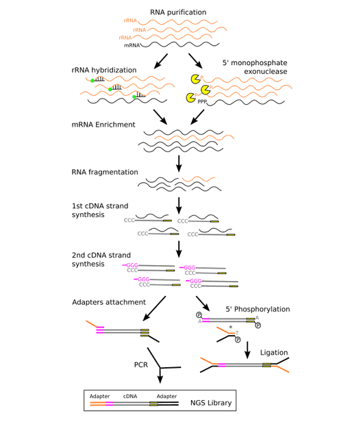 The Principles, Workflow and Applications of Metatranscriptomic Sequencing