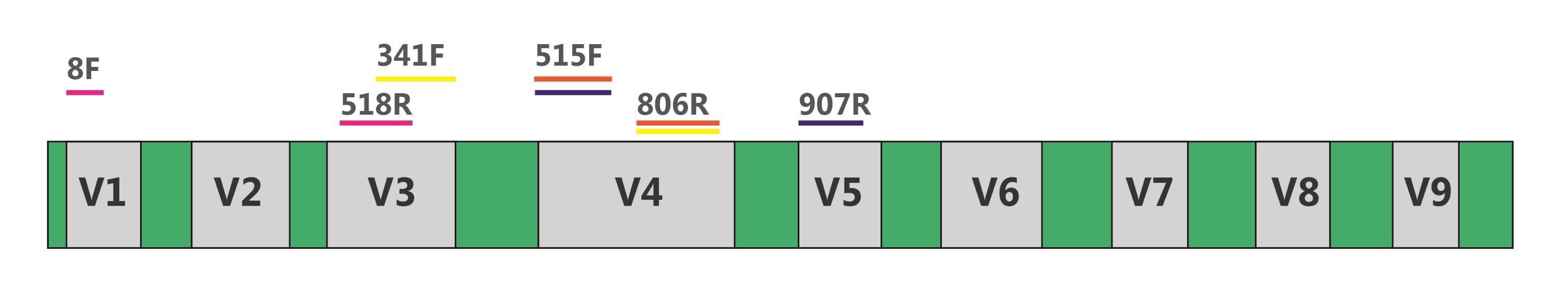 Fig.1 16S rDNA and amplification primers