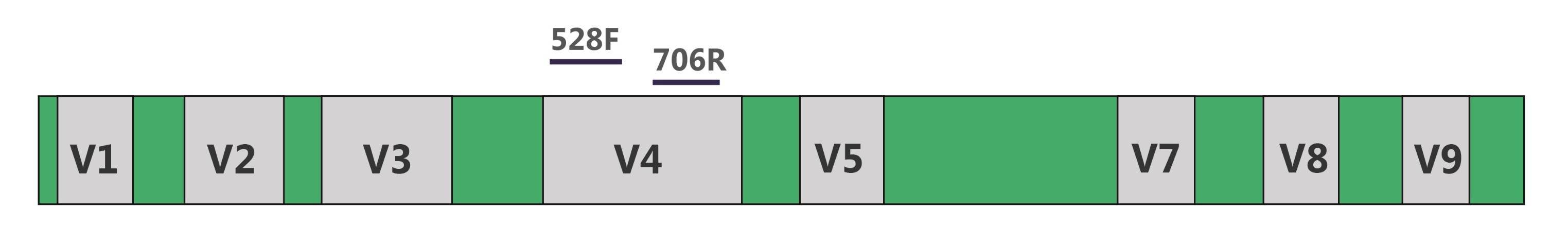 Fig.2 18S rDNA and amplification primers