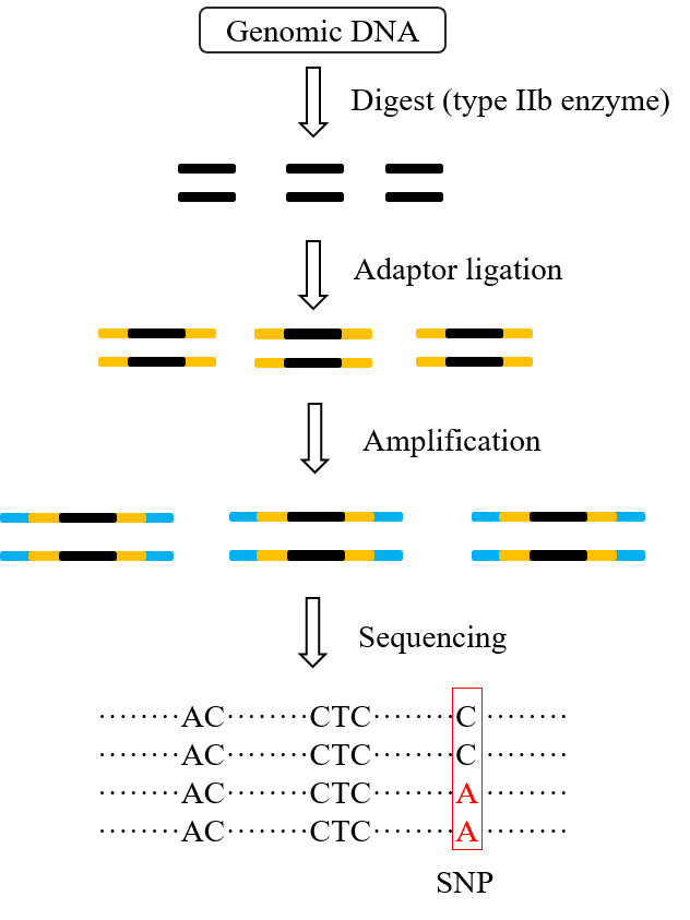 The Advantages and Workflow of 2b-RAD