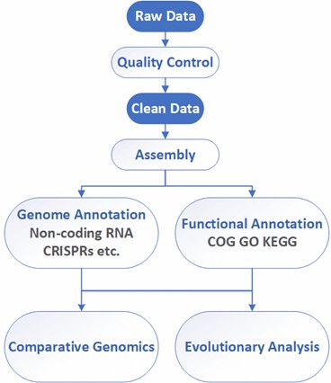 The Data Analysis Pipeline of Bacterial Whole Genome de novo Sequencing. 