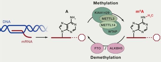 Figure 2. m6A methylation modifications in eukaryotes (Roundtree et al., 2017).