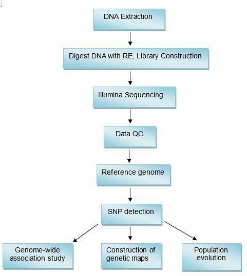 The Data Analysis Pipeline of GBS.