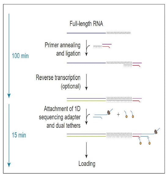Fig 1. Workflow of library preparation utilizing Nanopore direct RNA sequencing.