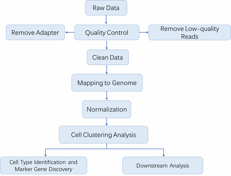 The Data Analysis Pipeline of scRNA-seq.