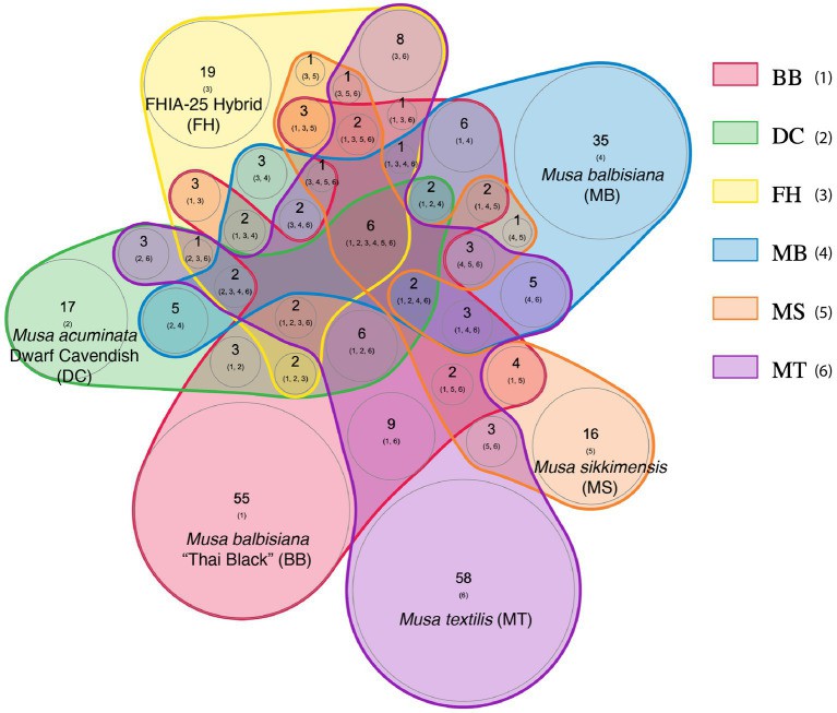 Putative phage community overlap at the lowest taxonomic-levels (species or isolates) within the endosphere microbiomes of 6 Musa genotypes.