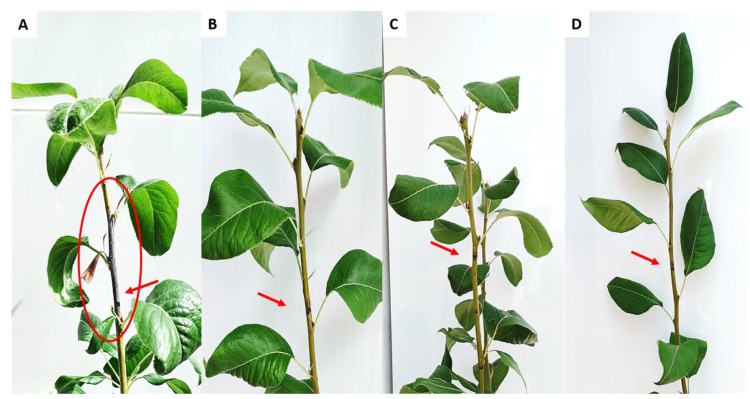 In planta assay showing the antibacterial effect of EP-IT22 on E. amylovora PGL Z1 infection.