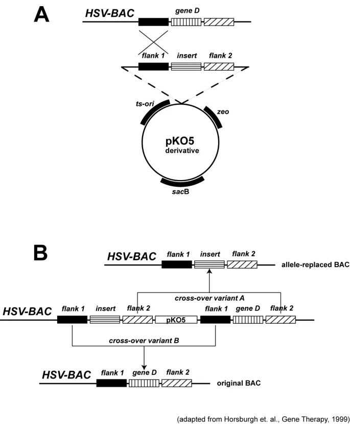 Schematic diagram of allele replacement strategy using vector pKO5.