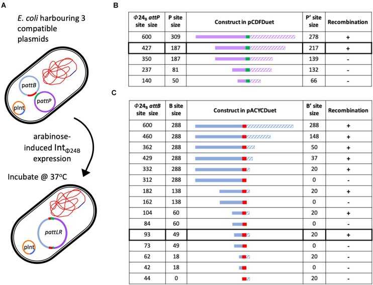 Determining the minimal attP and attB sites utilized by IntΦ24B.