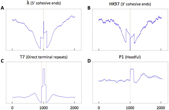 Sequence coverage at termini position.