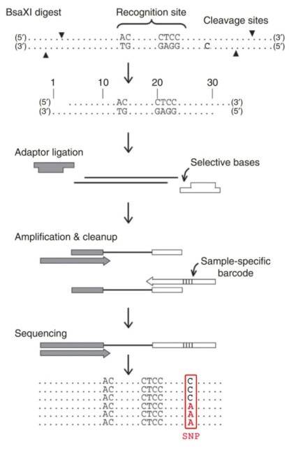 Schematic overview of the 2b-RAD procedure