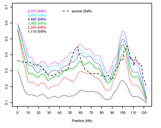 Analysis of SNPs in Exons. 
