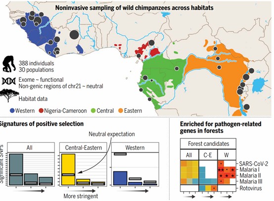 Exomes were sequenced from hundreds of samples spanning the chimpanzee geographical and environmental range. 