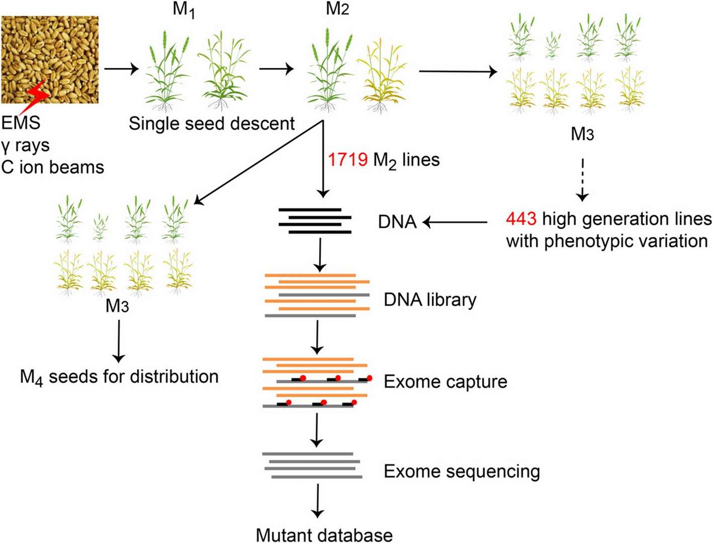 Applications of Exome Sequencing in Plants
