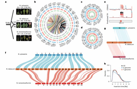 High-quality assembly and comparative genomic analysis by exome sequencing.
