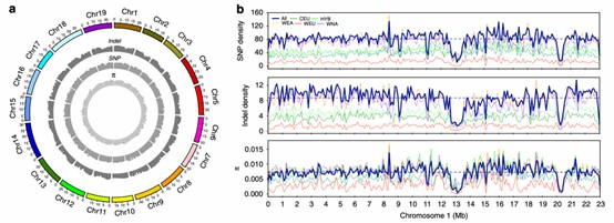 The genomic variations were identified across 472 Vitis accessions.