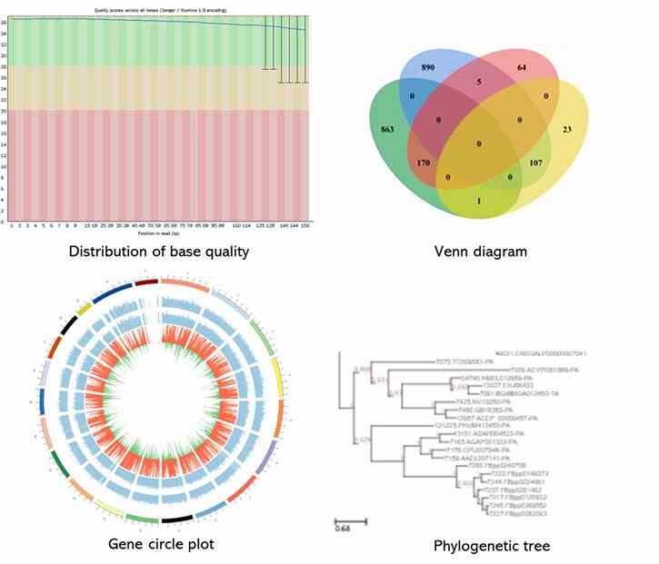 The Bacterial Whole Genome de novo Sequencing Results Display Figure.