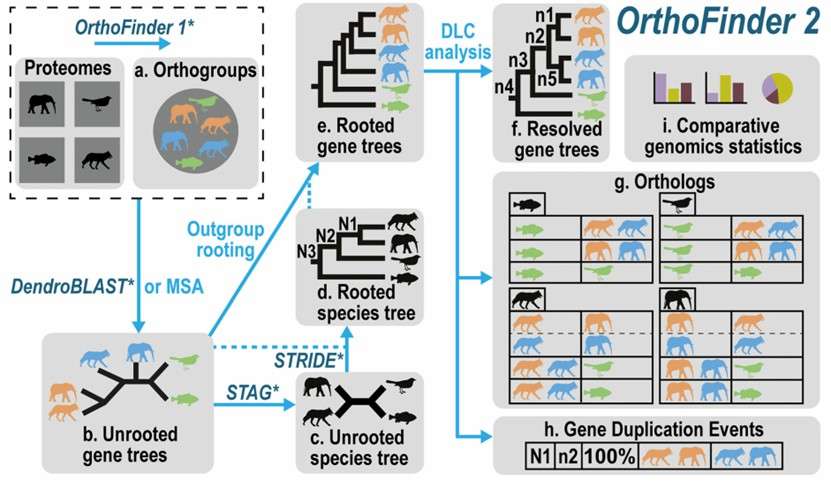 OrthoFinder workflow.