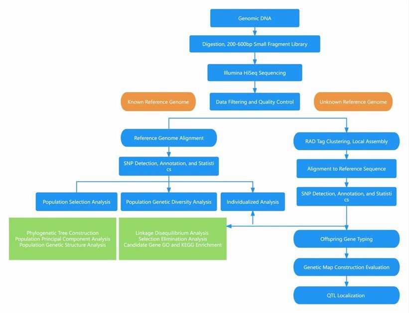 The Data Analysis Pipeline of RAD-Seq. 