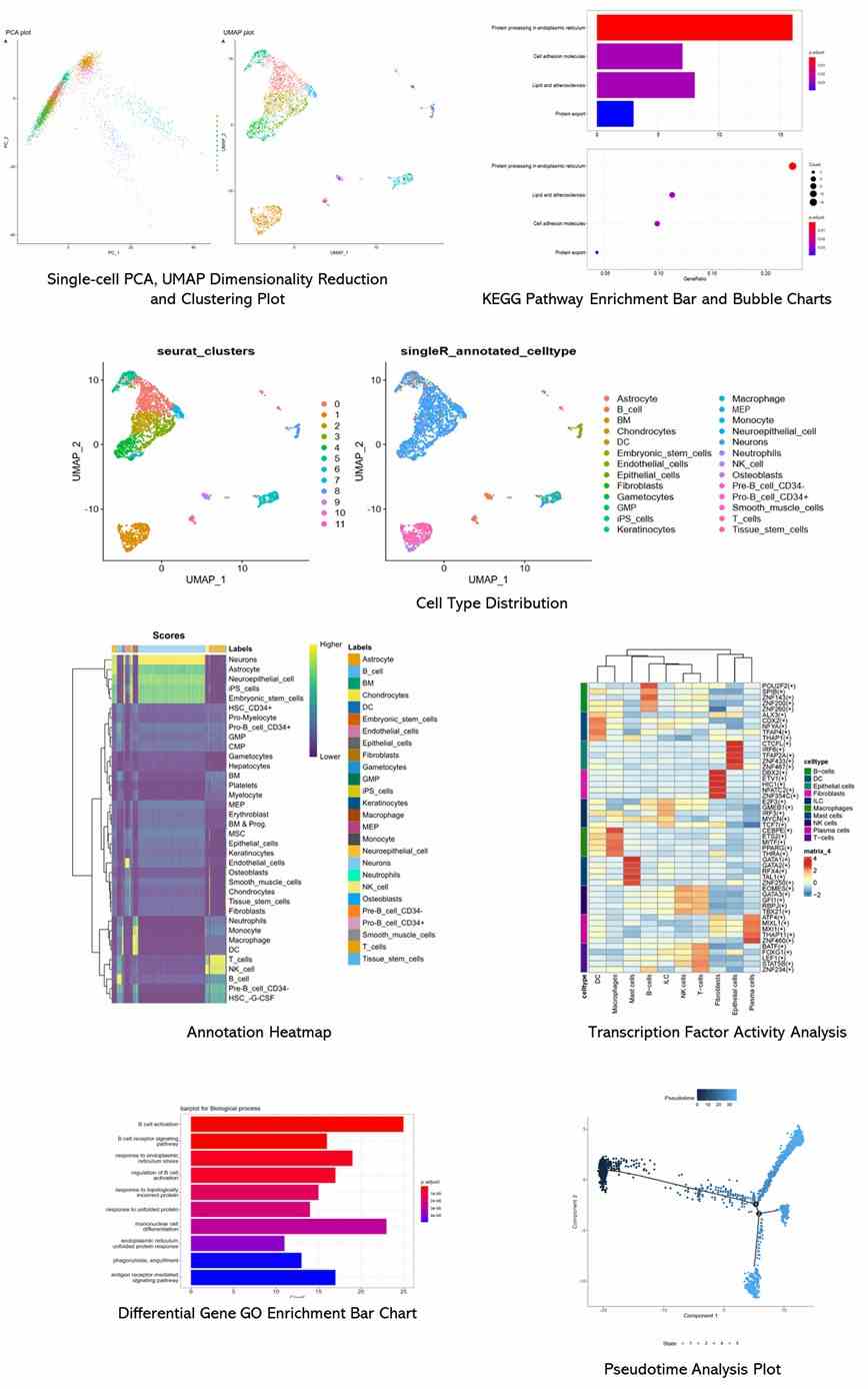 The scRNA-seq Results Display Figure.