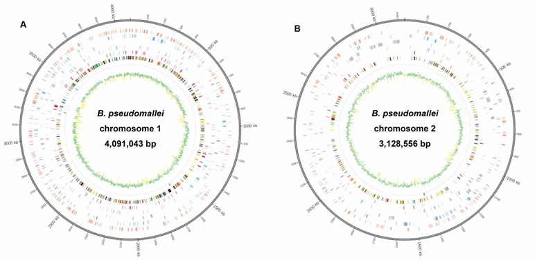 FIGURE 1. Circular depiction of the Burkholderia pseudomallei reference genome achieved through hybrid assembly. (Teng et al., 2017)