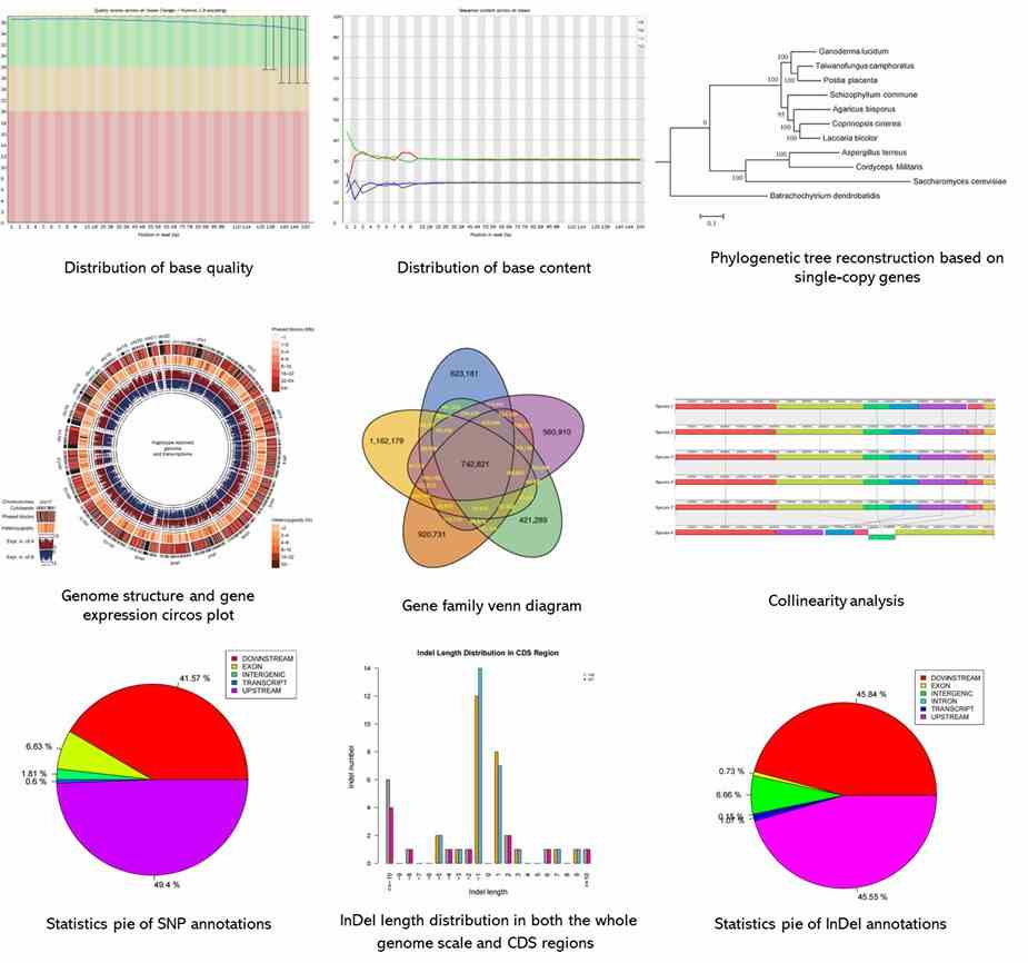 The De Novo Whole Genome Sequencing Results Display Figure. 