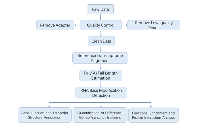 The Data Analysis Pipeline of Nanopore Direct RNA Sequencing.