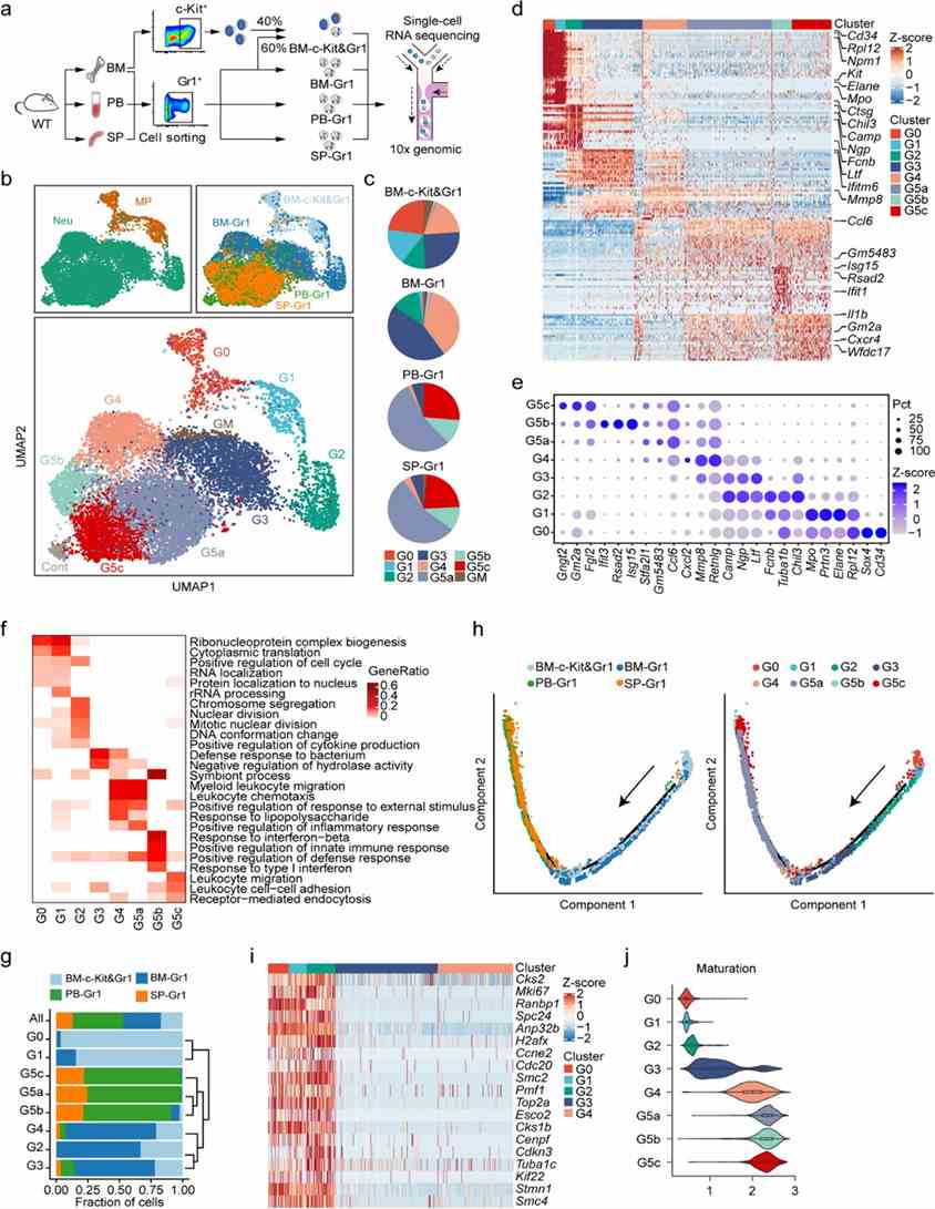 Figure 1. Single-cell RNA-seq characterization of neutrophils from steady-state bone marrow (BM), peripheral blood (PB), and spleen (SP). (Xie et al., 2020)