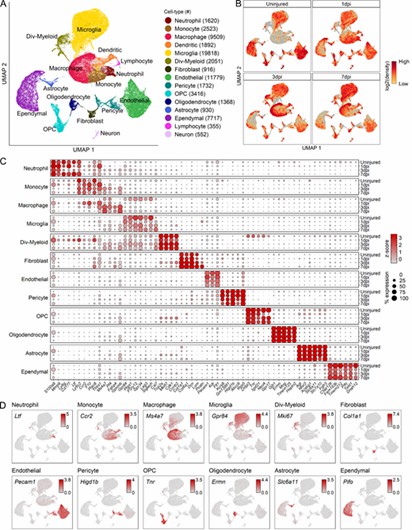Fig 1. Transcriptomic characterization of primary cell types within the mouse mid-thoracic spinal cord contusion site at acute time points. (Milich et al., 2021)
