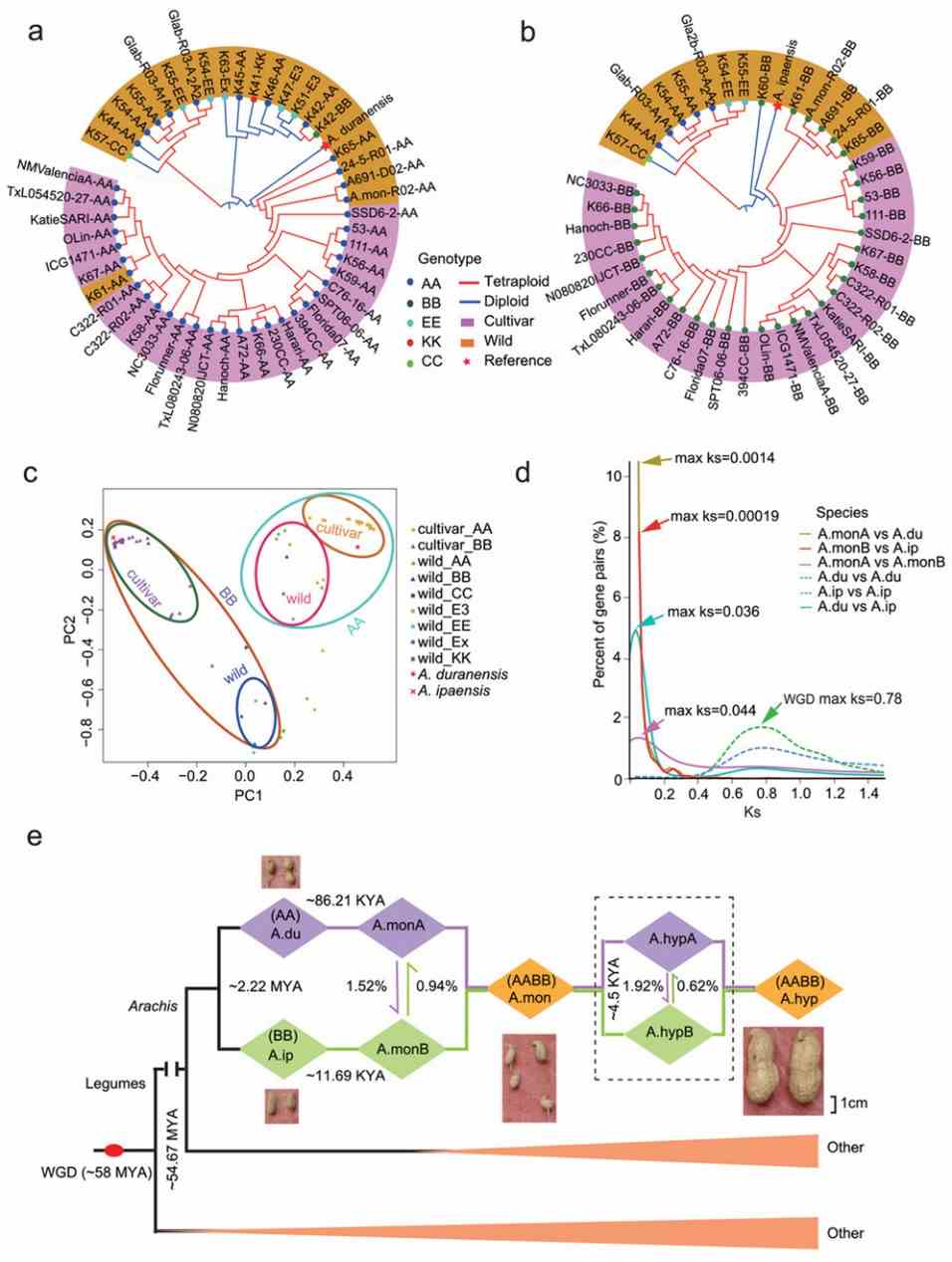 Fig 1. Phylogenetic analysis and subgenome origins of wild and cultivated peanut lines. (Yin et al., 2020)
