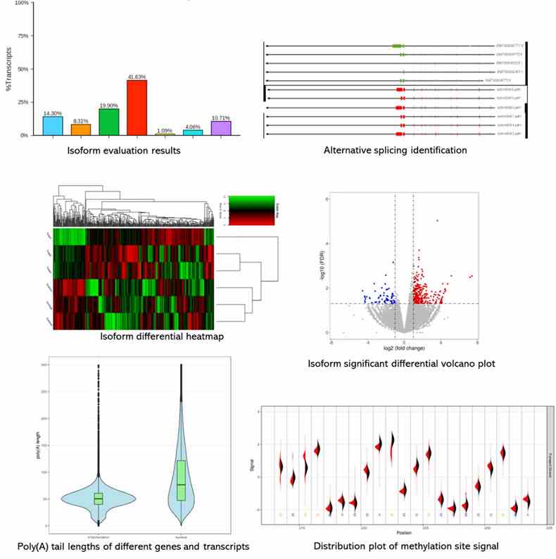 The Nanopore Direct RNA Sequencing Results Display Figure.