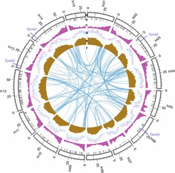 Figure 1: Genomic features of I. nil. (Hoshino et al., 2016)