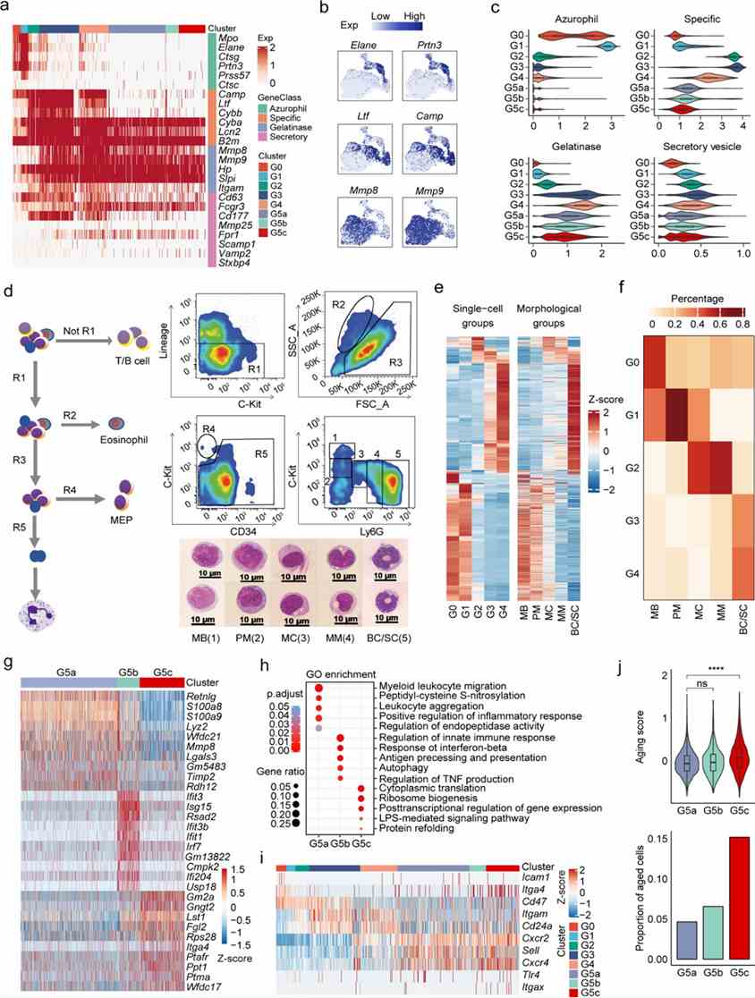 Figure 2. (a-f) Transcriptional profiling depicting neutrophil differentiation and maturation trajectories. (Xie et al., 2020)