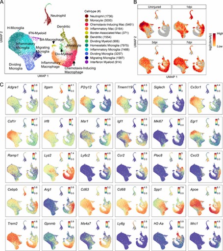 Fig 2. Transcriptomic profiling of key myeloid subtypes immediately following SCI. (Milich et al., 2021)