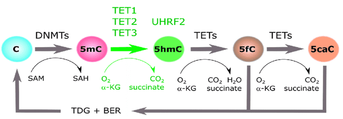 5mC/5hmC: the cytosine methylation cycle