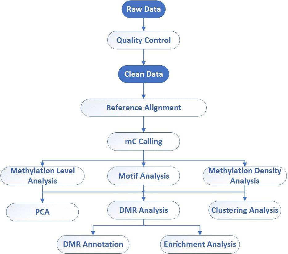 The Data Analysis Pipeline of 5mC/5hmC Sequencing. 