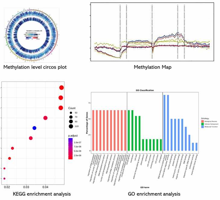 The 5mC/5hmC Sequencing Results Display Figure.