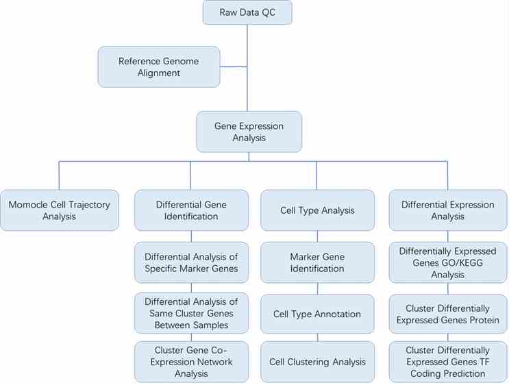 The Workflow of 10x Single-Cell Sequencing.