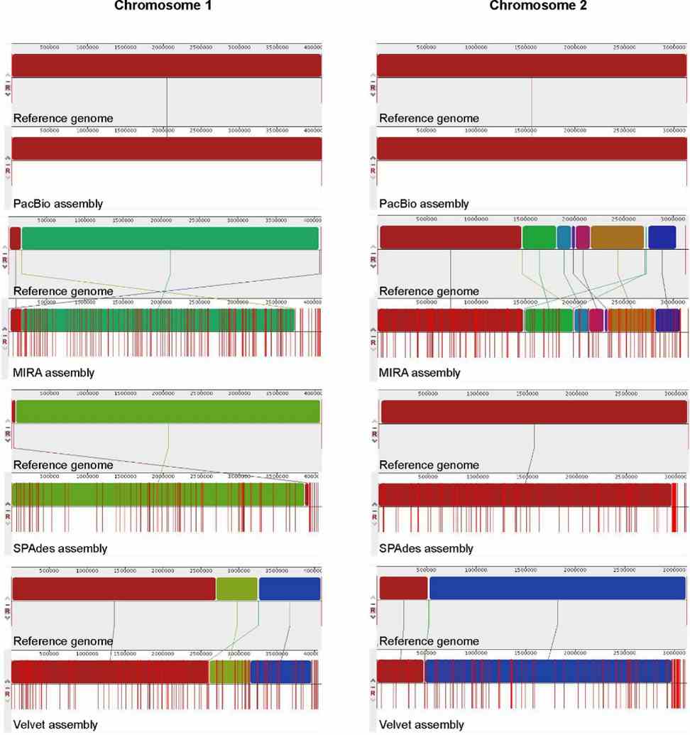 FIGURE 3. Alignment of entire genomes of B. pseudomallei. (Teng et al., 2017)