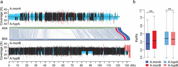 Fig 2. Evolution of allotetraploid peanut subgenomes showing asymmetry. (Yin et al., 2020)