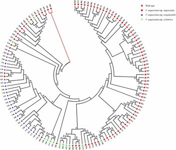 Fig 3. Rooted phylogenetic tree of 130 cowpea accessions from three subspecies and two wild relatives, with bootstrap values 50% indicated above the nodes. (Wu et al., 2022)