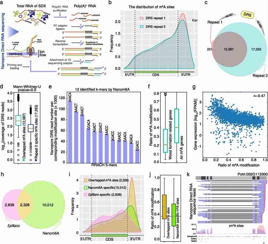 Fig 1. Quantitative analysis of m6A in stem-differentiating xylem of Populus trichocarpa. (Gao et al., 2021)